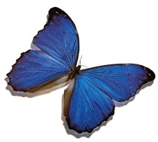 20070904-mariposa